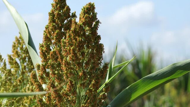 Close up of Millet plantations in the field. Close up field of Sorghum or Millet swaying in the wind. 
