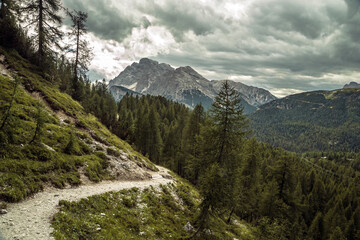Fototapeta na wymiar Alta via mountain path in dolomite pine forest, Italy, Trentino