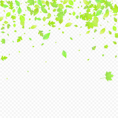 Leaves Falling Spring Flying Foliage Green Leaf
