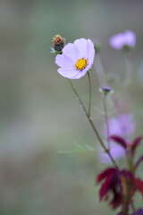 beautiful close up shot of common garden cosmos flower