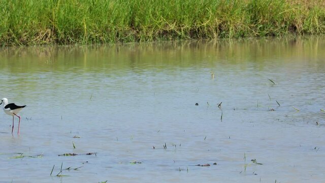 Black Winged Stilt in shallow water. Himan topus himantopus bird wading in the water looking for food.