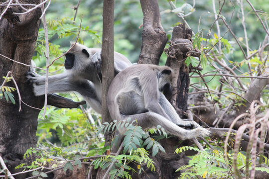 Pair of langur macaque relaxing at the tree 
