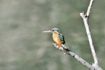 休憩中のカワセミのメス