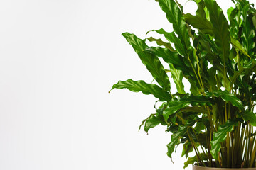 Obraz premium Green plant on white background