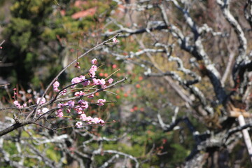 ２月の鎌倉。浄妙寺、梅の咲く境内。
