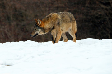 The grey wolf or gray wolf (Canis lupus) emerges from the forest in heavy snowfall. A big Carpathian wolves rises on a meadow. European wolf in winter sniffs the snow.