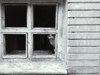 Composition with cat