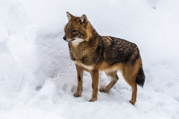 The jackal is a small cautious and nimble animal, slightly smaller than the average mongrel. He looks like a small wolf.