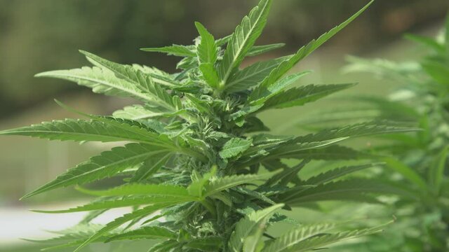 CLOSE UP, DOF: Warm summer winds blow over a marijuana plant illegally grown in a secluded garden. Gentle breeze sways the lush green leaves of a homegrown indica plant blooming at a remote location.