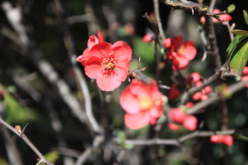 ２月の鎌倉。梅の咲く浄妙寺。