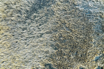 top view of the reeds on the lake background backdrop