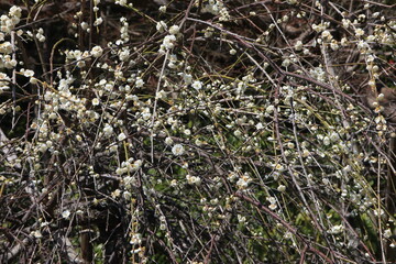 ２月の鎌倉。梅の咲く浄妙寺。