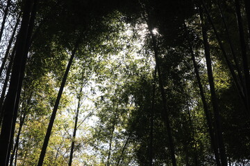 2月の鎌倉。報国寺。