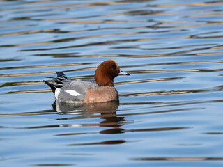 緋鳥鴨の雄