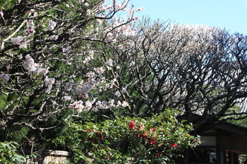 2月の鎌倉。梅の咲く宝戒寺。