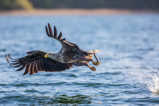 Seeadler bei der Jagd
