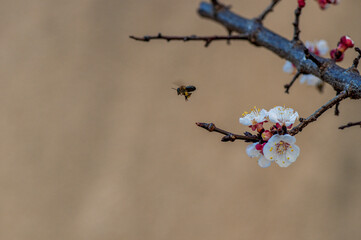 Abricotier en fleurs et abeille butineuse.	