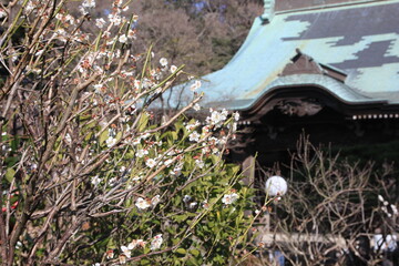 2月の鎌倉。苔の寺妙法寺。梅の咲く境内。