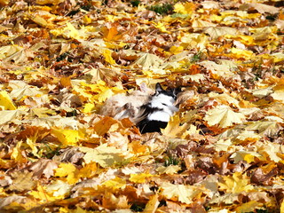 old cat sits in fallen yellow leaves in the park autumn