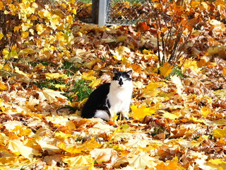 old cat sits in fallen yellow leaves in the park autumn