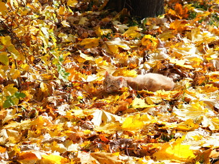 old cat sits in fallen yellow leaves in the park autumn