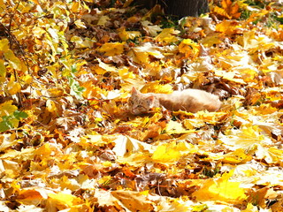 old cat sits in fallen yellow leaves in the park autumn