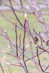 Branches of an adult magnolia tree with a large swollen bud