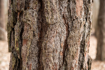 Bark of old tree Seamless bark background texture Natural