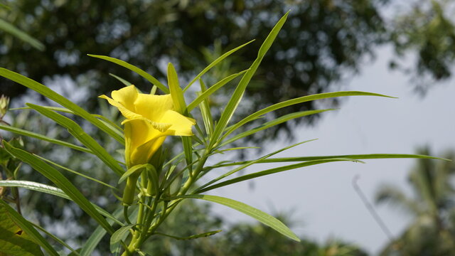 Closeup shot of yellow colour flower from Thevetia peruviana plant also known as luckynut,oleander,Be still tree