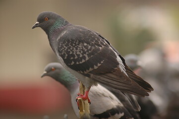 pigeon on a branch
