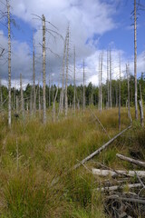Fototapeta premium Feuchtbiotope im Neuwirtshauser Forst im Biosphärenreservat Rhön, Landkreis Bad Kissingen, Bayern, Deutschland