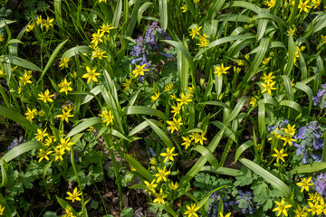Little yellow and blue flowers among the green leaves and grass. Spring background. Top view.