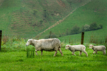 Ewe leading her baby lambs running on the lush green paddock along the farm fence