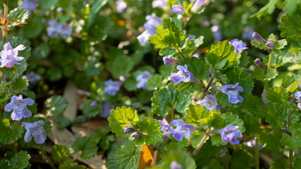 カキドオシ(glechoma hederacea)の花をクローズアップ