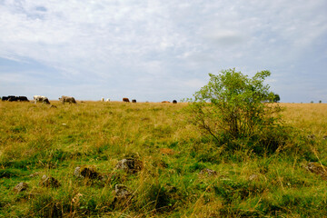 Landschaft am Mathesberg in der Hohen Rh&ouml;n im Biosph&auml;renreservat Rh&ouml;n bei W&uuml;stensachsen, Landkreis Fulda, Hessen, Deutschland