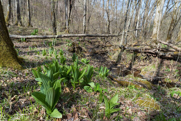 コバイケイソウ（Veratrum stamineum Maxim）が群生する林／日本長野県佐久穂町4月