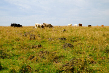 Landschaft am Mathesberg in der Hohen Rhön im Biosphärenreservat Rhön bei Wüstensachsen, Landkreis Fulda, Hessen, Deutschland