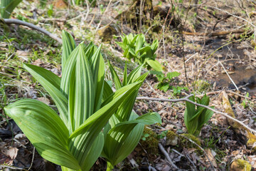 コバイケイソウ（Veratrum stamineum Maxim）の若芽／日本長野県4月