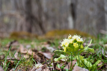 林を背景に咲いたフキ（Petasites japonicus）の花／長野県4月