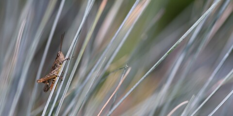Konik polny (Orthoptera) siedzący wśród liści kostrzewy sinej (Festuca glauca) - obrazy, fototapety, plakaty