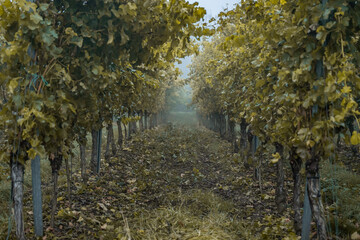 white Wine grapes fall morning mist ready for harvest Region Moselle River Winningen Germany