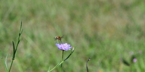Muchówka z rodziny bujankowatych (Bombyliidae) na kwiatku świerzbnicy polnej (Knautia arvensis)