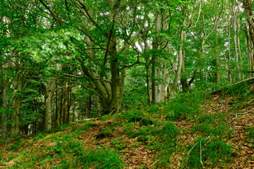 Obraz premium Landschaft am Mathesberg in der Hohen Rhön im Biosphärenreservat Rhön bei Wüstensachsen, Landkreis Fulda, Hessen, Deutschland
