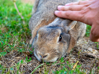 close-up of a man's hand stroking a cute little rabbit lying on the grass. The rabbit happily folded his ears back. A pet