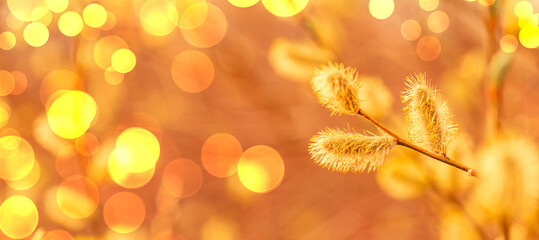 beautiful spring background with buds and the setting sun