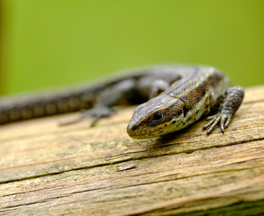 Waldeidechse, Zootoca vivipara, Lacerta vivipara, Bergeidechse, Mooreidechse