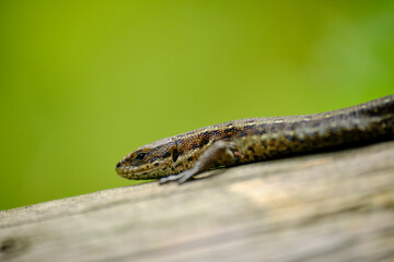 Waldeidechse, Zootoca vivipara, Lacerta vivipara, Bergeidechse, Mooreidechse