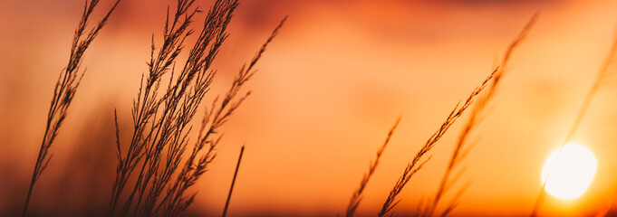 beautiful spring background with buds and the setting sun