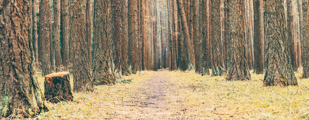 beautiful background with a forest path