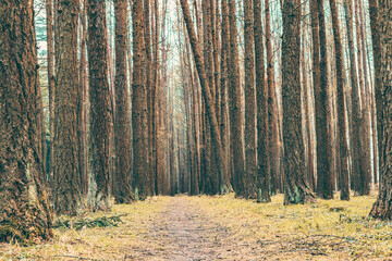 beautiful background with a forest path